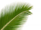 Exotic Palm Wall Mural