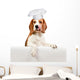 beagle on white background Wall Decal