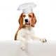 beagle on white background Wall Decal