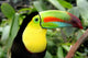 Toucan