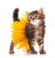 Cute kitten Wall Decal