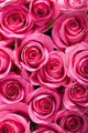 Beautiful Pink Roses
