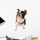 Boston Terrier Dog Looking up Wall Decal