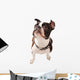 Boston Terrier Dog Looking up Wall Decal