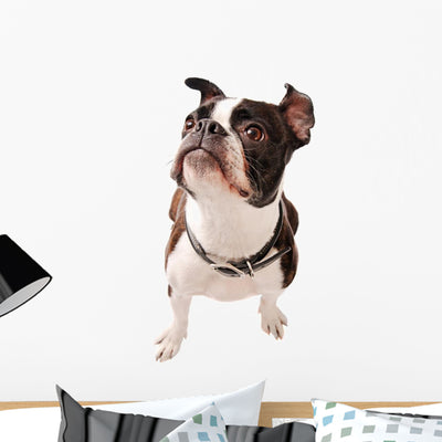 Boston Terrier Dog Looking Wall Decal shown on a wall
