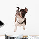 Boston Terrier Dog Looking up Wall Decal
