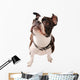 Boston Terrier Dog Looking up Wall Decal