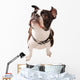 Boston Terrier Dog Looking up Wall Decal