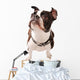 Boston Terrier Dog Looking up Wall Decal