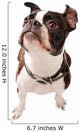 Boston Terrier Dog Looking up Wall Decal