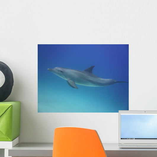 Blue Dolphin