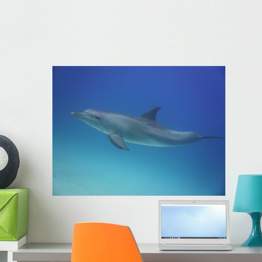 Blue Dolphin