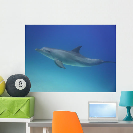 Blue Dolphin