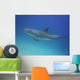 Blue Dolphin