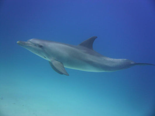 Blue Dolphin