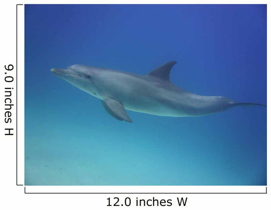 Blue Dolphin
