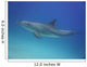 Blue Dolphin