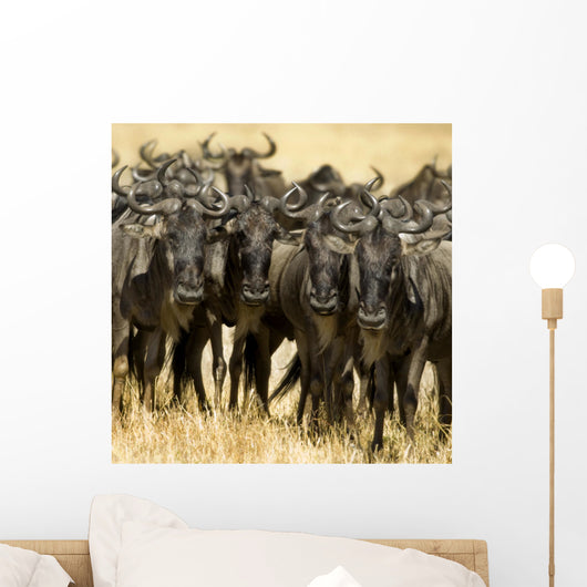 Wildebeest Masai mara Kenya Wall Mural