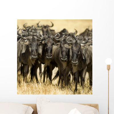 Wildebeest Masai Mara Kenya Wall Mural shown on a wall
