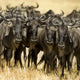 Wildebeest Masai mara Kenya Wall Mural