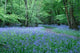Bluebell Walk Wall Decal