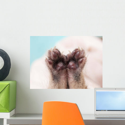 Kitten's Paw Wall Decal