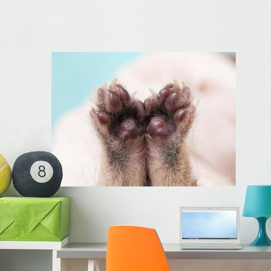 Kitten's Paw Wall Decal