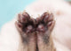 Kitten's Paw Wall Decal