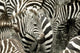 Herd Zebra Masai Mara