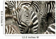 Herd Zebra Masai Mara