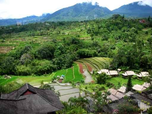 Rice Terraces Wall Decal