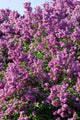 Lilac Wall Mural