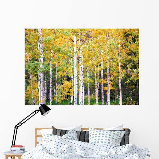 Autumn Colorado Wall Mural