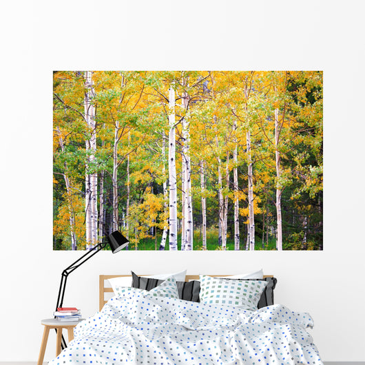 Autumn Colorado Wall Mural