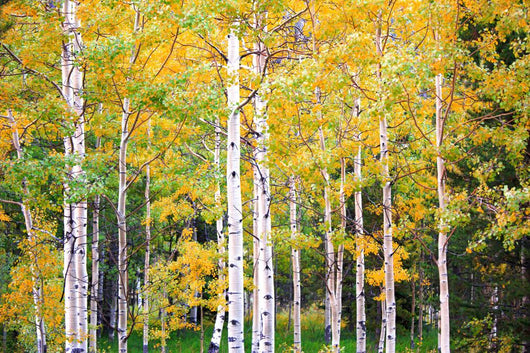 Autumn Colorado Wall Mural