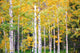 Autumn Colorado Wall Mural