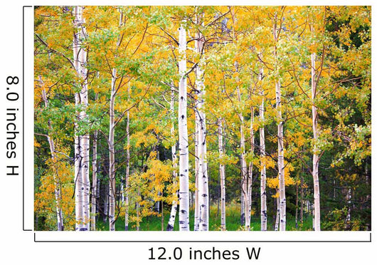 Autumn Colorado Wall Mural