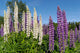 White and Blue Lupins Wall Mural