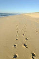 Walk Beach Wall Decal