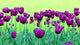 Tulip Royal Green 2 Wall Decal