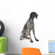 German Shorthaired Pointer