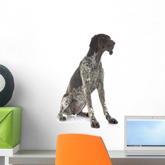 German Shorthaired Pointer