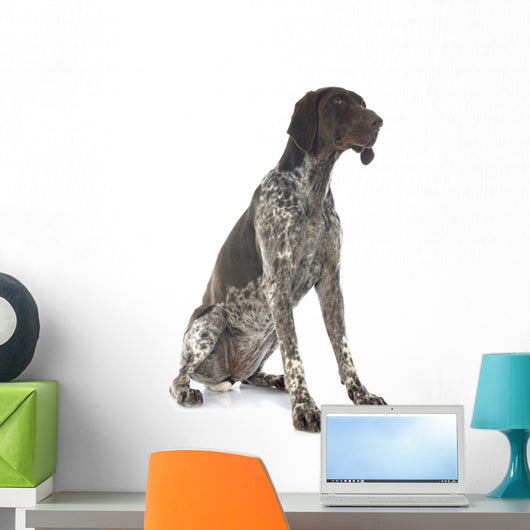 German Shorthaired Pointer