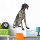 German Shorthaired Pointer