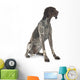 German Shorthaired Pointer