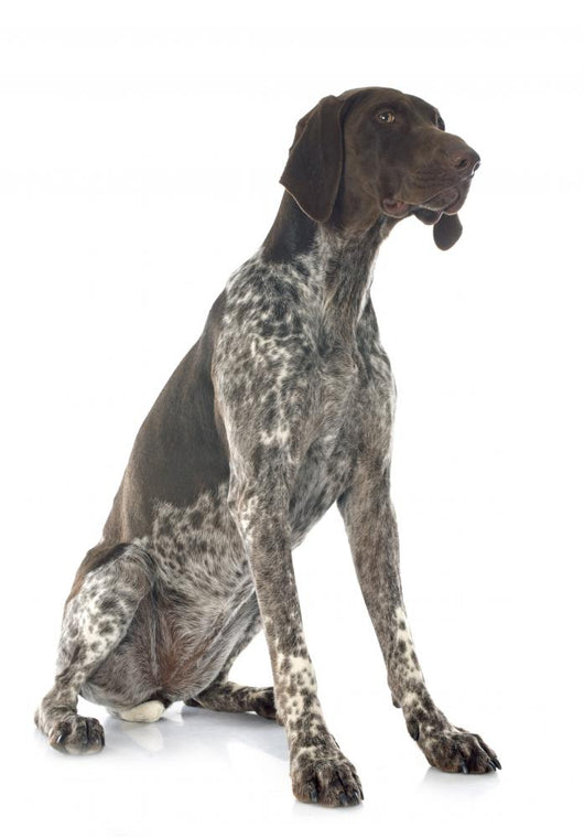 German Shorthaired Pointer
