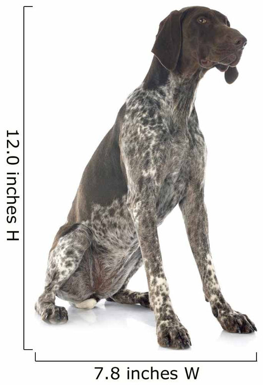 German Shorthaired Pointer