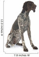 German Shorthaired Pointer