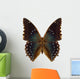 Exotic Butterfly