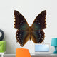 Exotic Butterfly